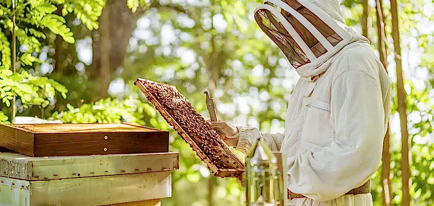 Devlet Destekli Arıcılık (Arılı Kovan) Sigortası