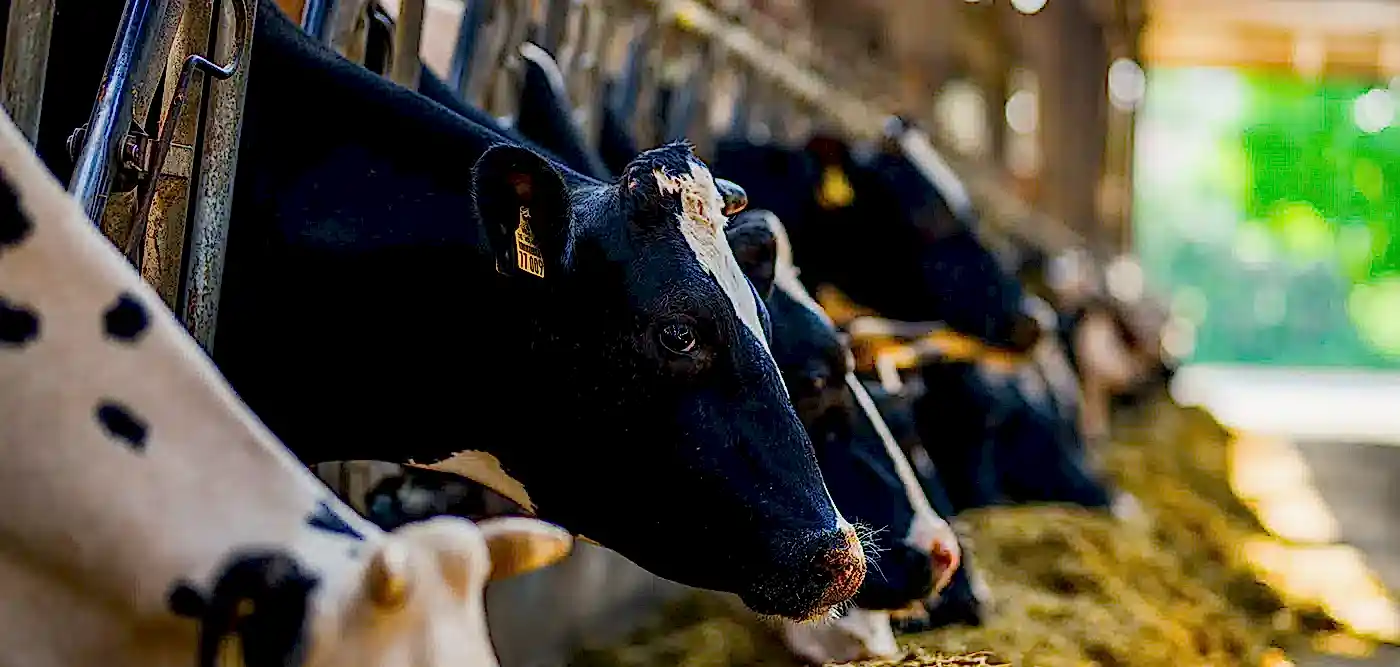 Devlet Destekli Hayvan Hayat Sigortası