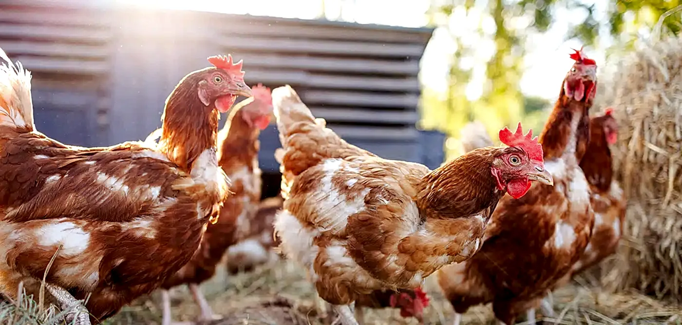 Devlet Destekli Kümes Hayvanları Hayat Sigortası