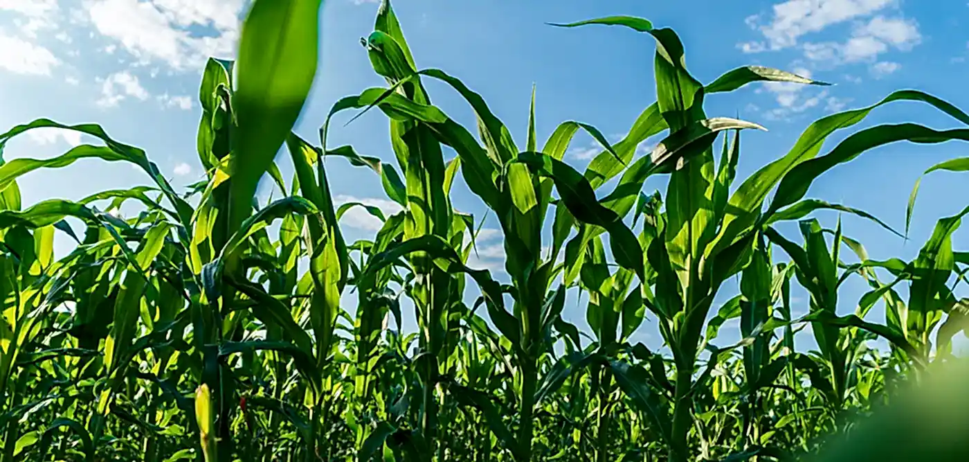 Devlet Destekli Bitkisel Ürün Sigortası