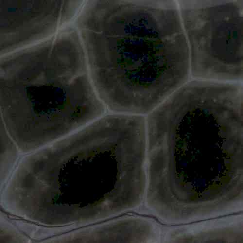 Turtle															Green								 Natural Stone Granite																					